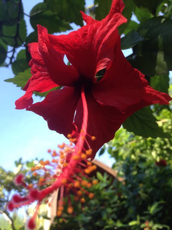 Gili Garden Bungalow Gili Meno Ngoại thất bức ảnh